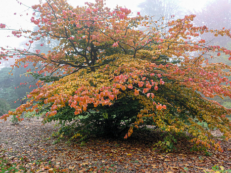 Bäume