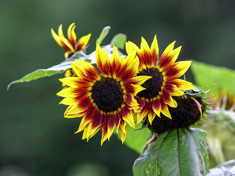 Blumen