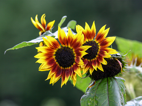 Blumen
