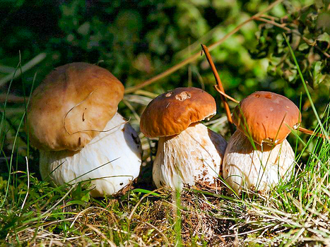 Pilze