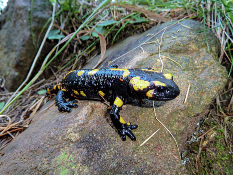 Salamander