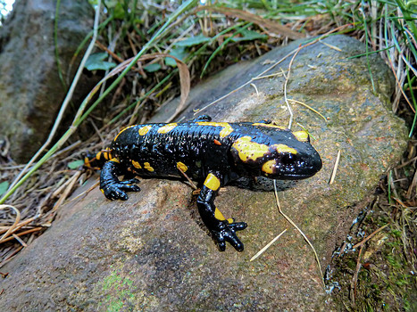 Amphibien