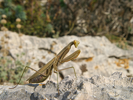 Fangschrecken