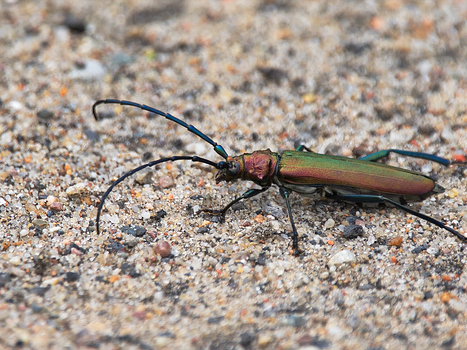 Käfer