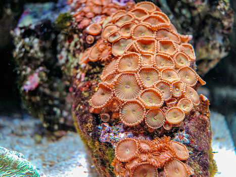 Anemonen