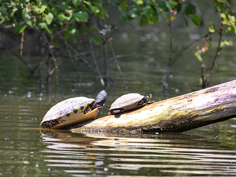 Gelbwangen-Schmuckschildkröte