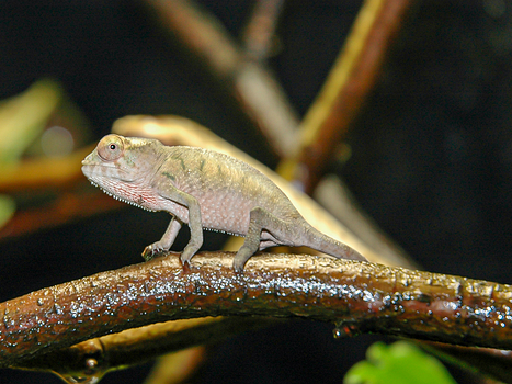 Reptilien