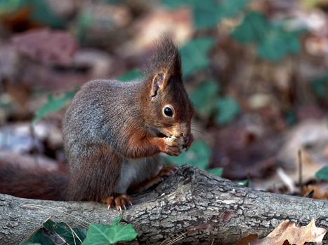 Eichhörnchen