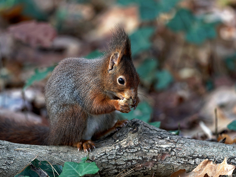 Eichhörnchen