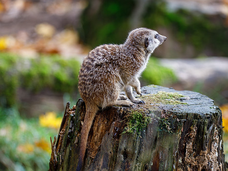 Erdhörnchen