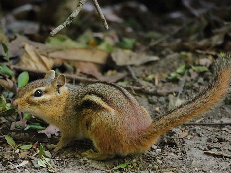 Streifenhörnchen