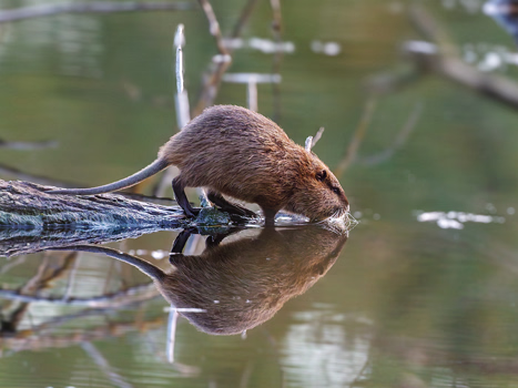 Nutria