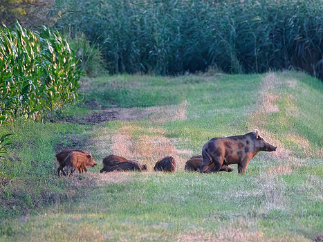 Wildschweine