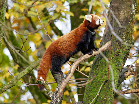 Roter Panda