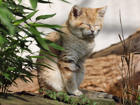 Wildkatzen