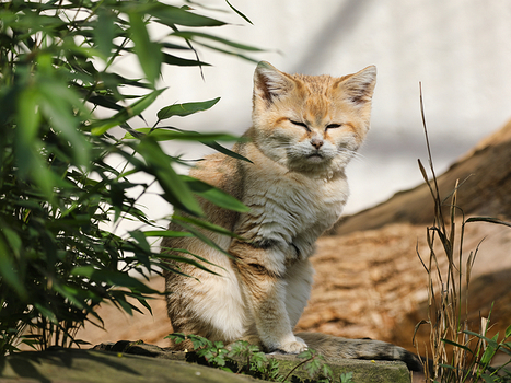 Wildkatzen