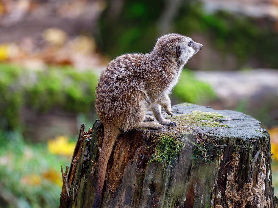 Erdhörnchen