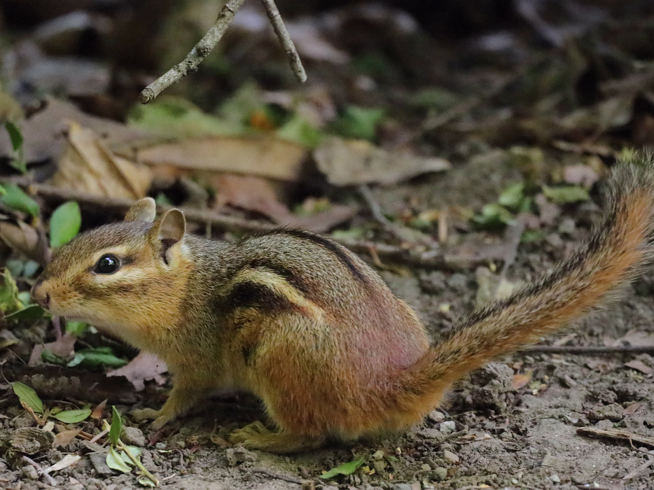 Streifenhörnchen
