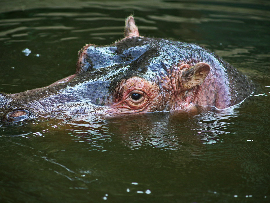 Flusspferd