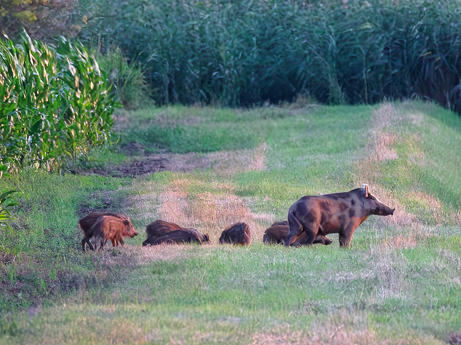 Wildschweine