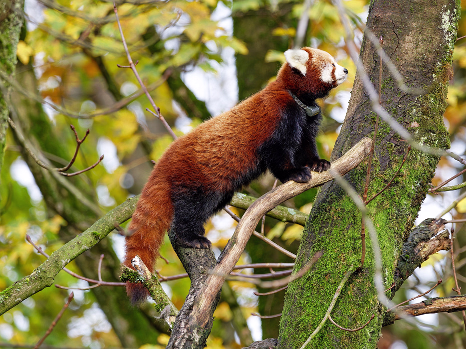 Roter Panda