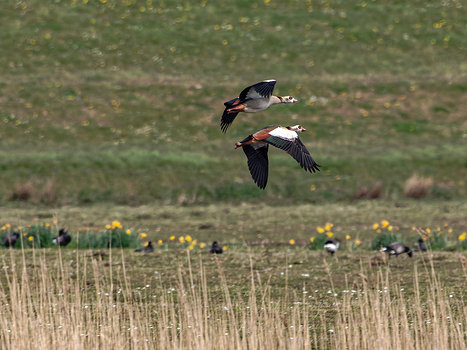 Nilgänse