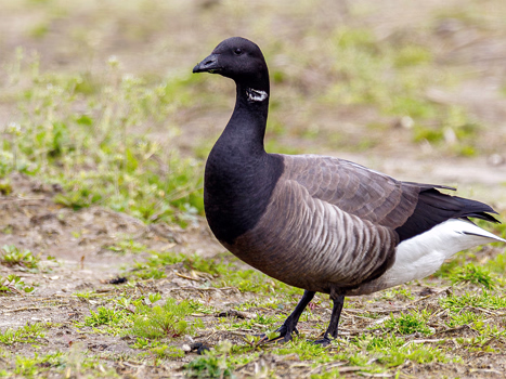 Trauergans