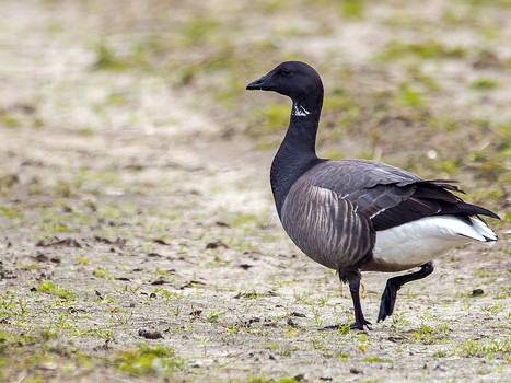 Trauergans