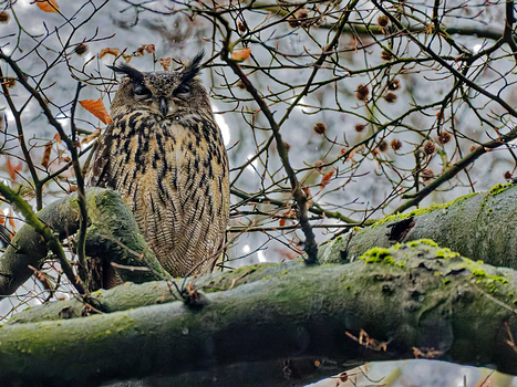 Eulenvögel