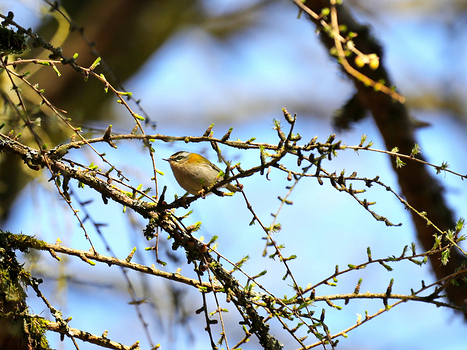 Sommergoldhähnchen