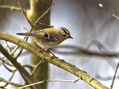 Wintergoldhähnchen