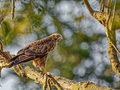 Mäusebussard