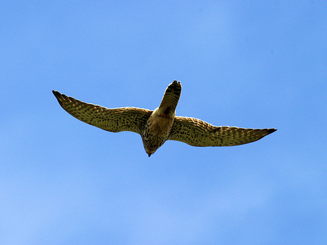 Turmfalke