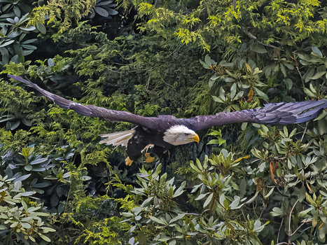 Weißkopfseeadler