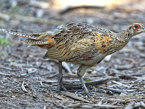 Hühnervögel