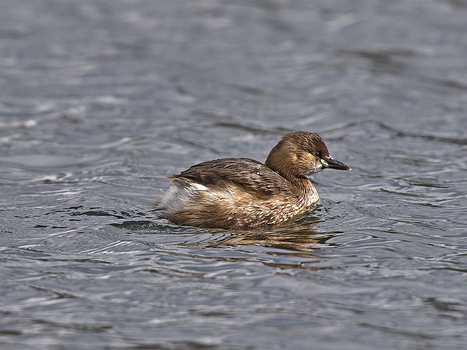 Zwergtaucher
