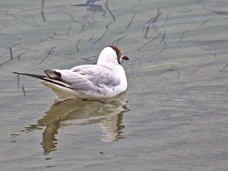 Mövenvögel
