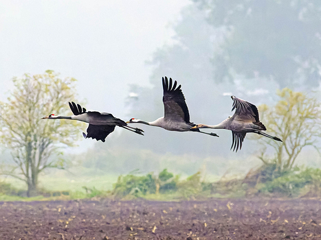 Rallenvögel