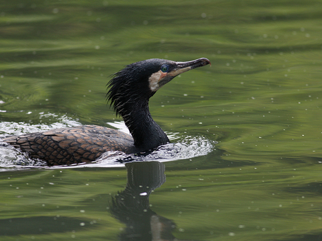 Kormoran