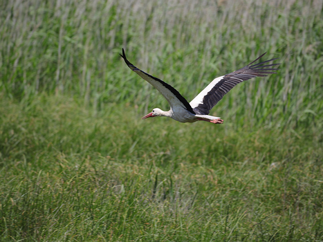 Weißstorch