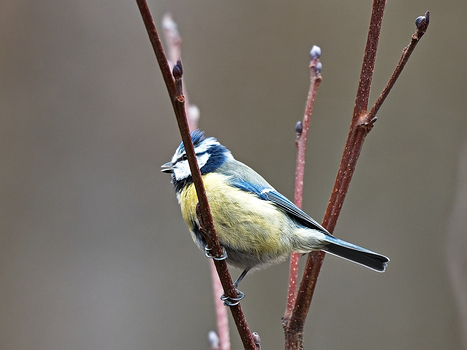 Blaumeise