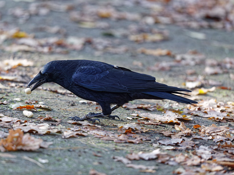 Rabenvögel