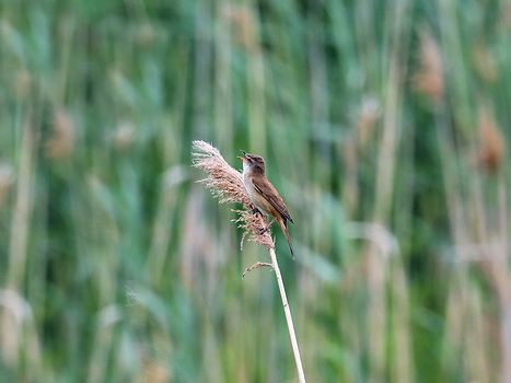 Rohrsänger