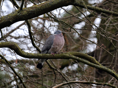 Taubenvögel