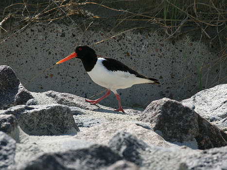 Austernfischer