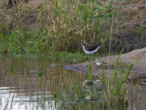 Waldwasserläufer