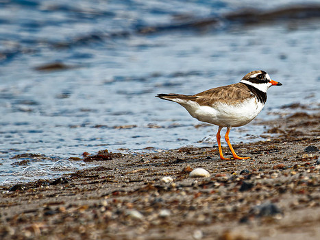 Watvögel