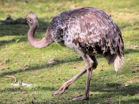 Emus