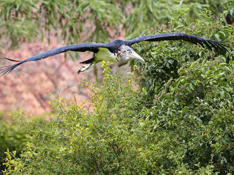 Marabu