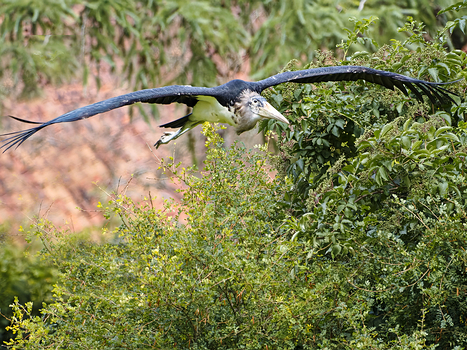Marabu